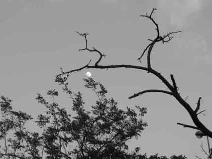 Moon and tree (Toulon) avril 2010